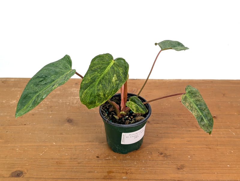 Philodendron El Choco x Billietiae Variegated - Exact Plant #08A