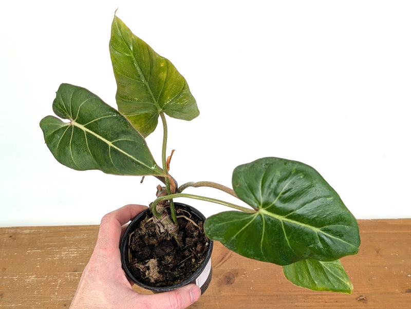 Philodendron Gloriosum x Maximum - Exact 08A