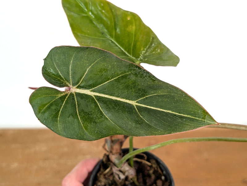 Philodendron Gloriosum x Maximum - Exact 08A