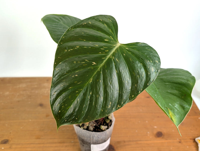 Philodendron Lynamii Variegated - Exact Plant #08A
