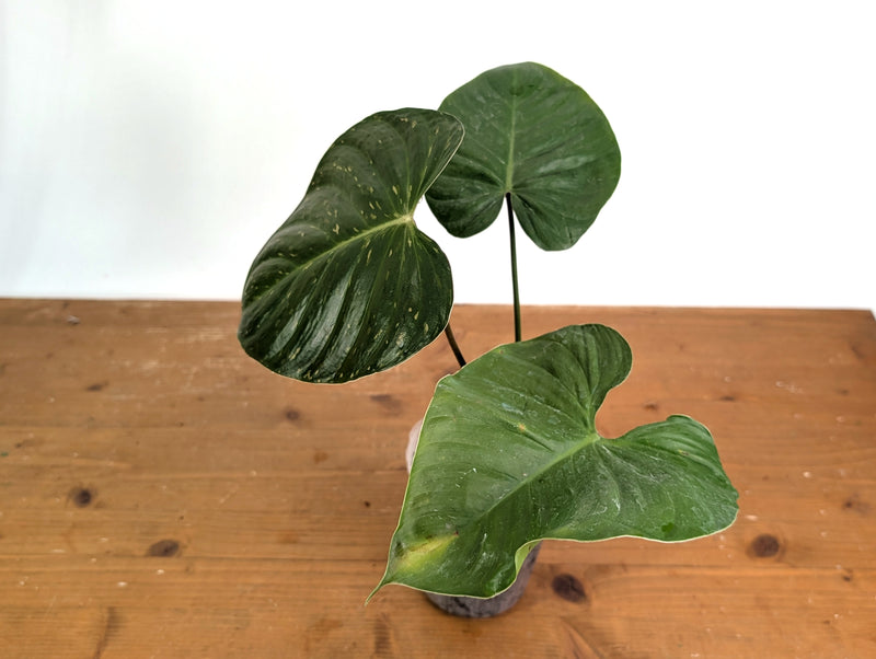 Philodendron Lynamii Variegated - Exact Plant #08A
