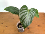 Philodendron Lynamii Variegated - Exact Plant #08A