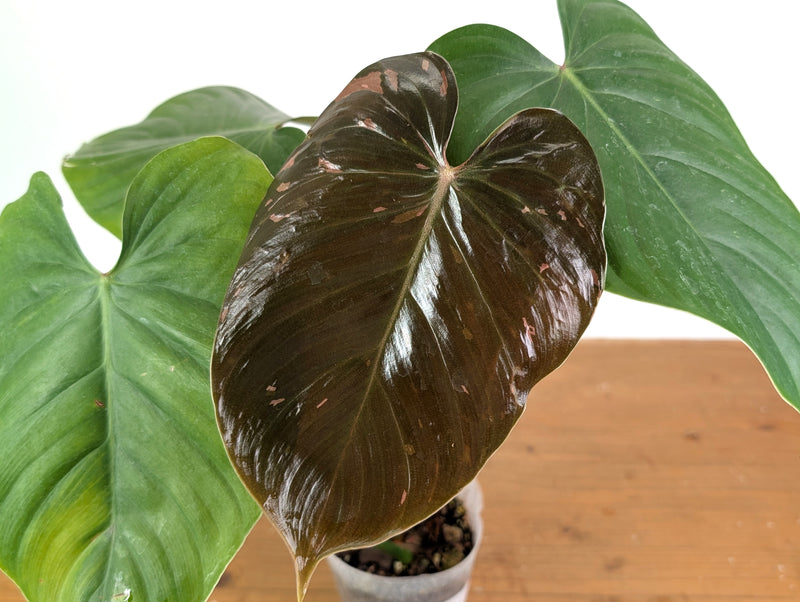 Philodendron Lynamii Variegated - Exact Plant #08B