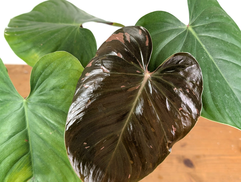 Philodendron Lynamii Variegated - Exact Plant #08B