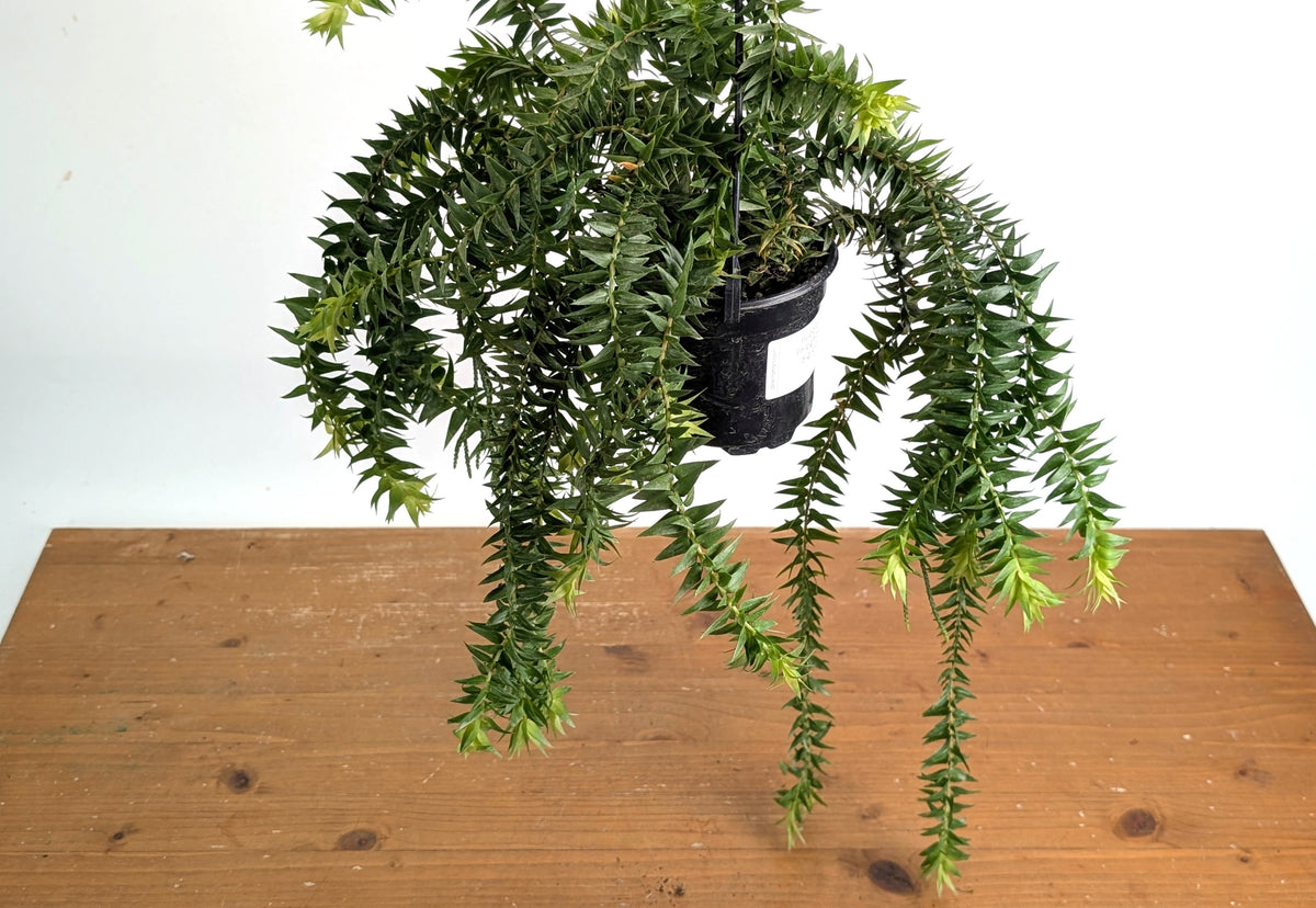 Huperzia Phlegmaria 'Big Lips'