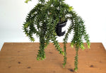 Huperzia Phlegmaria 'Big Lips'