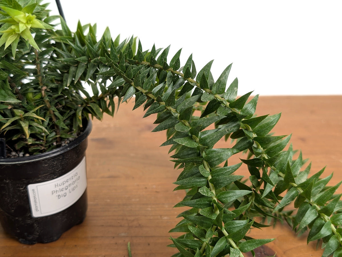 Huperzia Phlegmaria 'Big Lips'