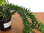 Huperzia Phlegmaria 'Big Lips'