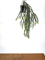 Huperzia Carinata Soi Dragon