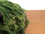 Huperzia Carinata "See Da"