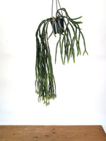 Huperzia Carinata "See Da"