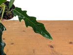 Philodendron Angel Eyes