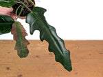Philodendron Angel Eyes
