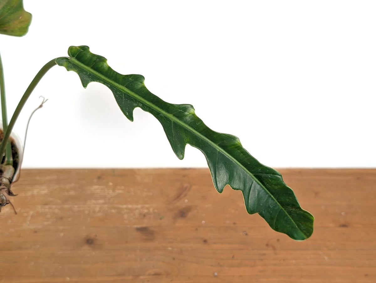 Philodendron Angel Eyes