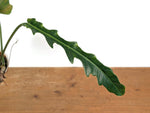 Philodendron Angel Eyes