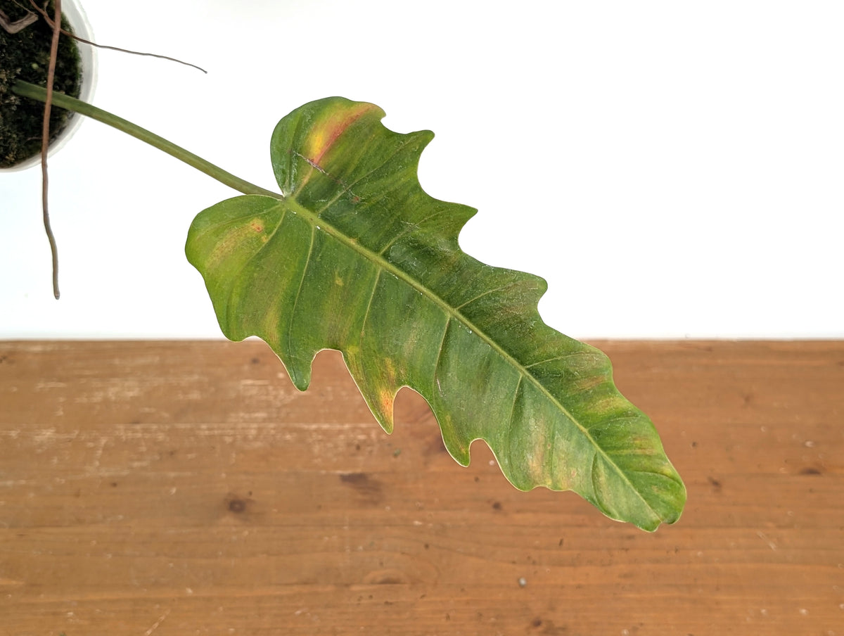 Philodendron Angel Eyes