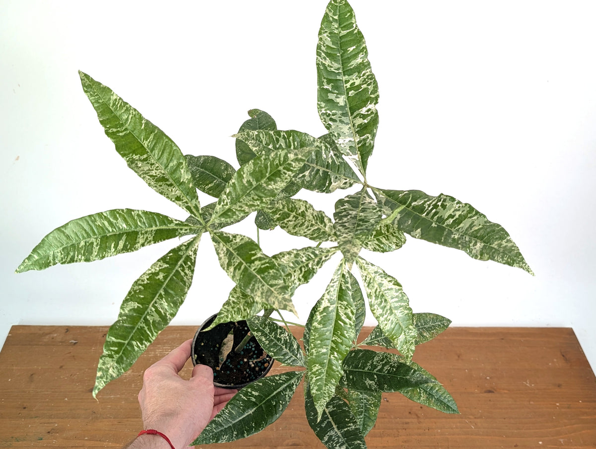 'Milky Way' Variegated Money Tree - Pachira Glabra