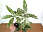 'Milky Way' Variegated Money Tree - Pachira Glabra