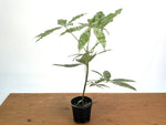 'Milky Way' Variegated Money Tree - Pachira Glabra