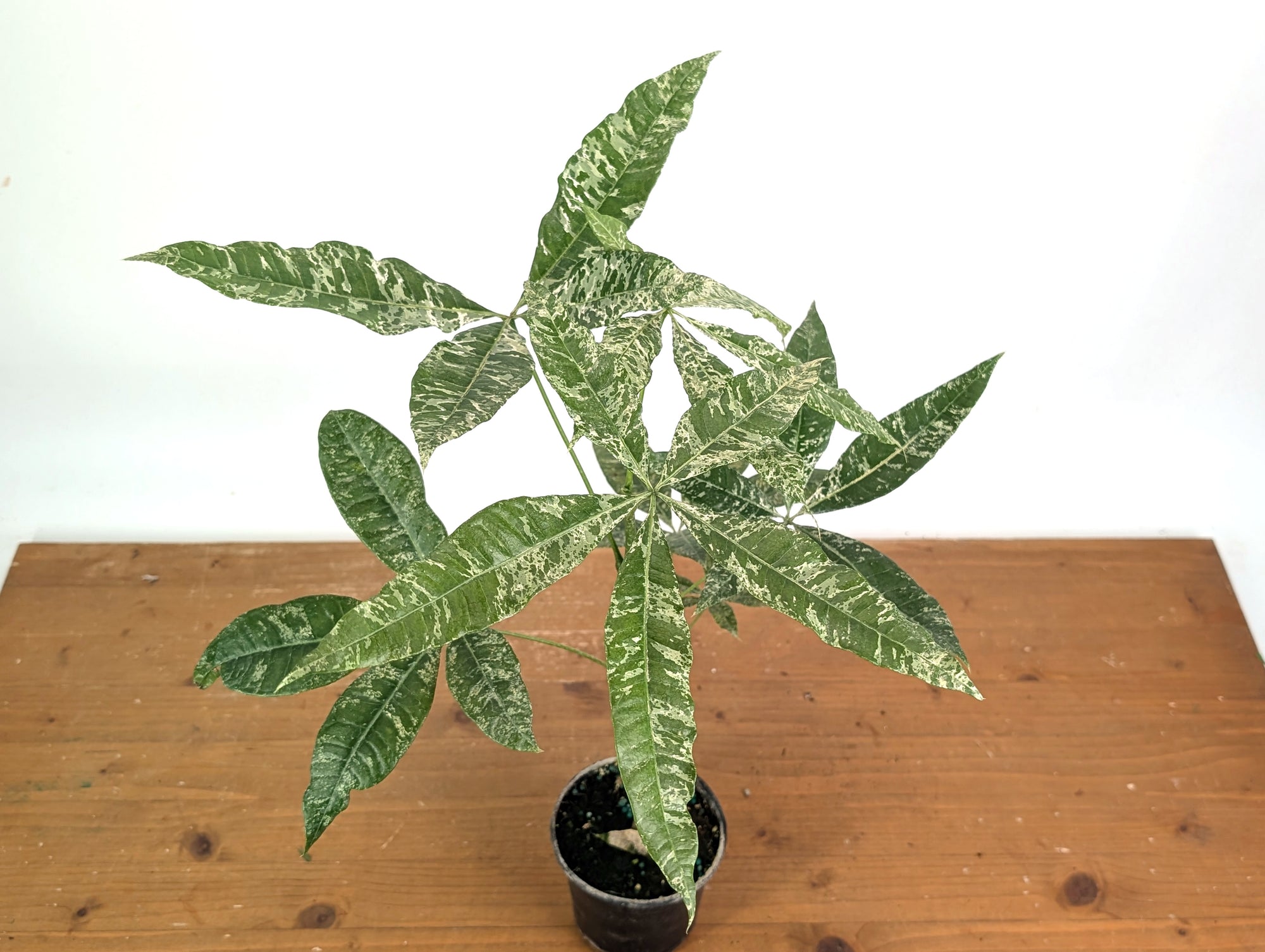 rare money plant Milky Way' Variegated Money Tree