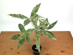 'Milky Way' Variegated Money Tree - Pachira Glabra