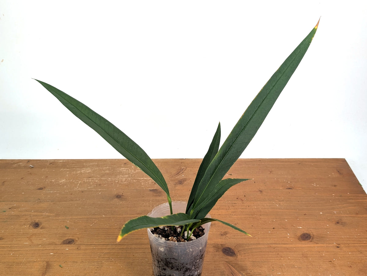 Anthurium Coriaceum