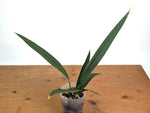 Anthurium Coriaceum