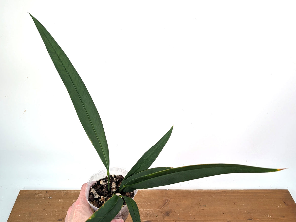 Anthurium Coriaceum