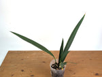 Anthurium Coriaceum