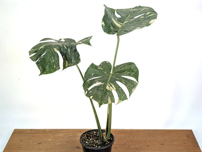 Monstera Thai Constellation