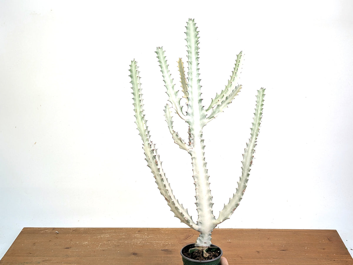 Ghost Cactus (Euphorbia Lactea)