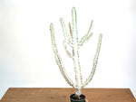 Ghost Cactus (Euphorbia Lactea)