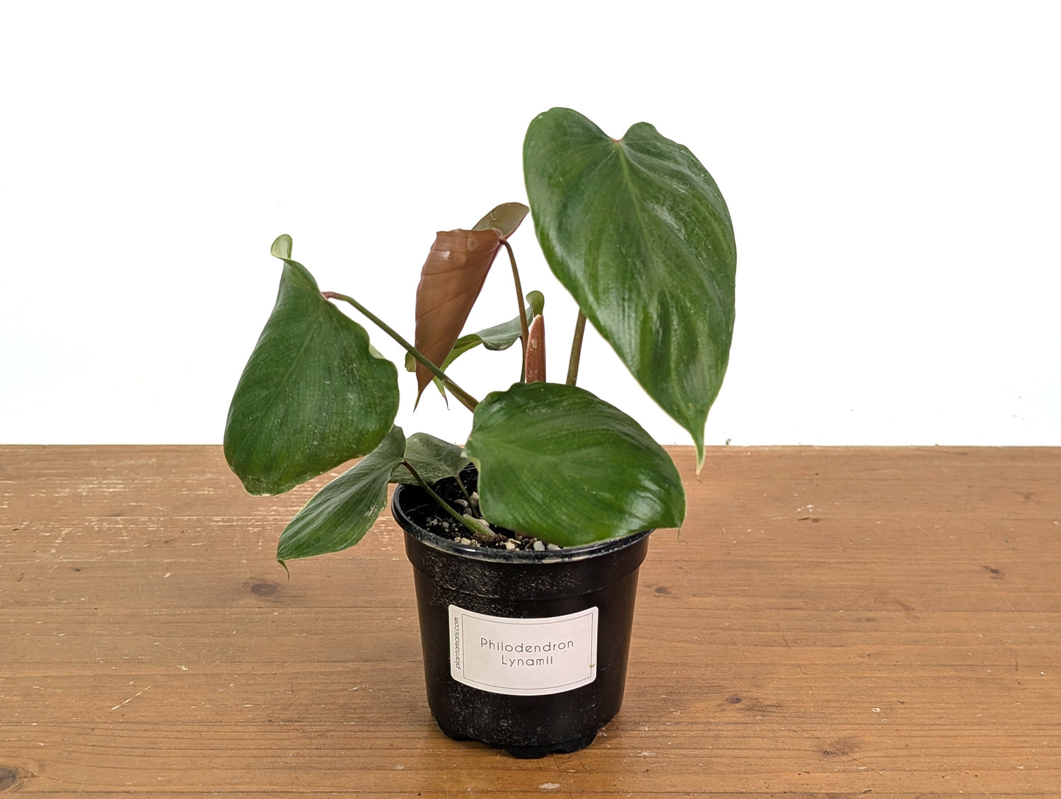 Philodendron Lynamii