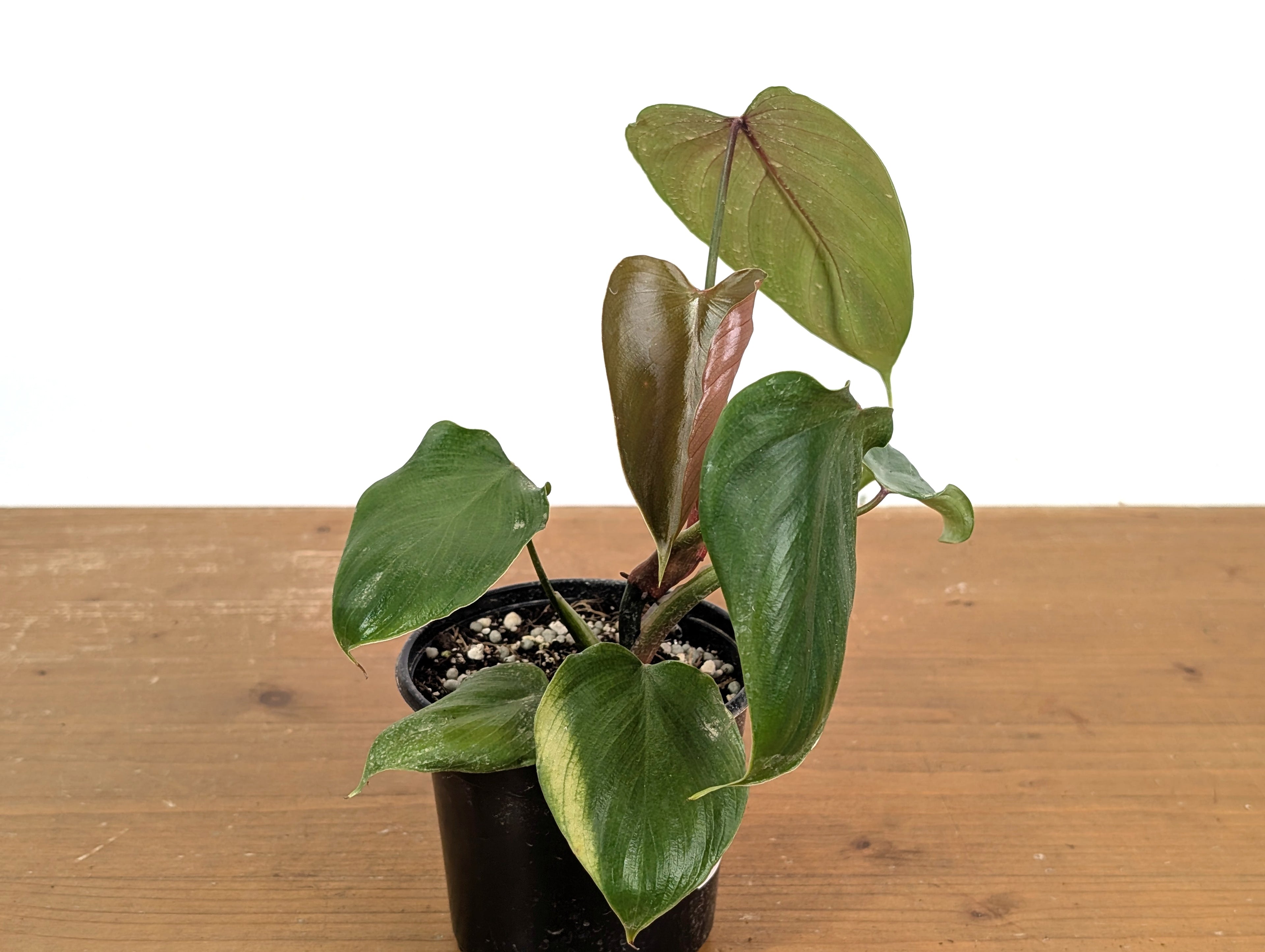 Philodendron Lynamii