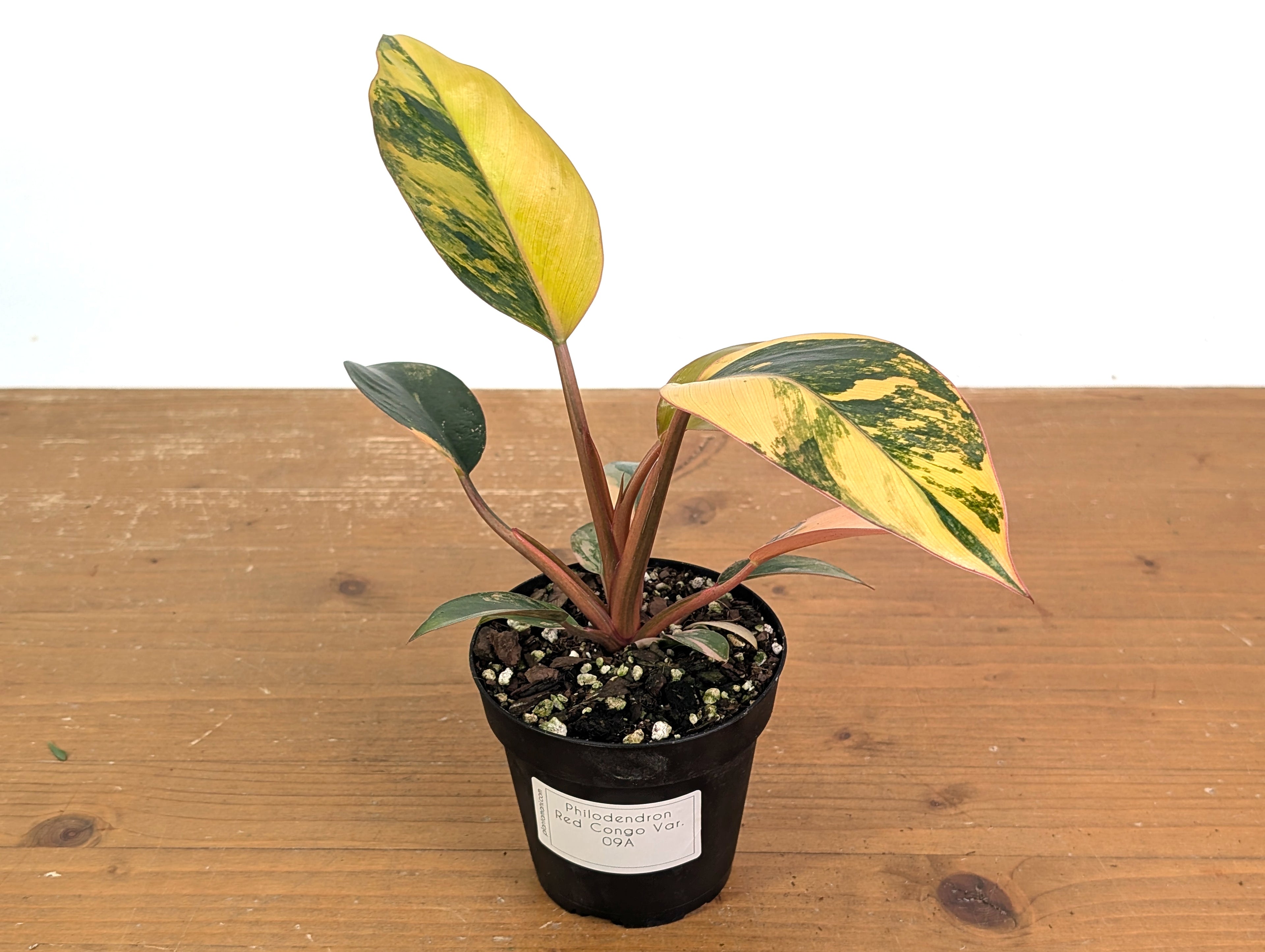 Philodendron Red Congo Variegated (Exact Plants)
