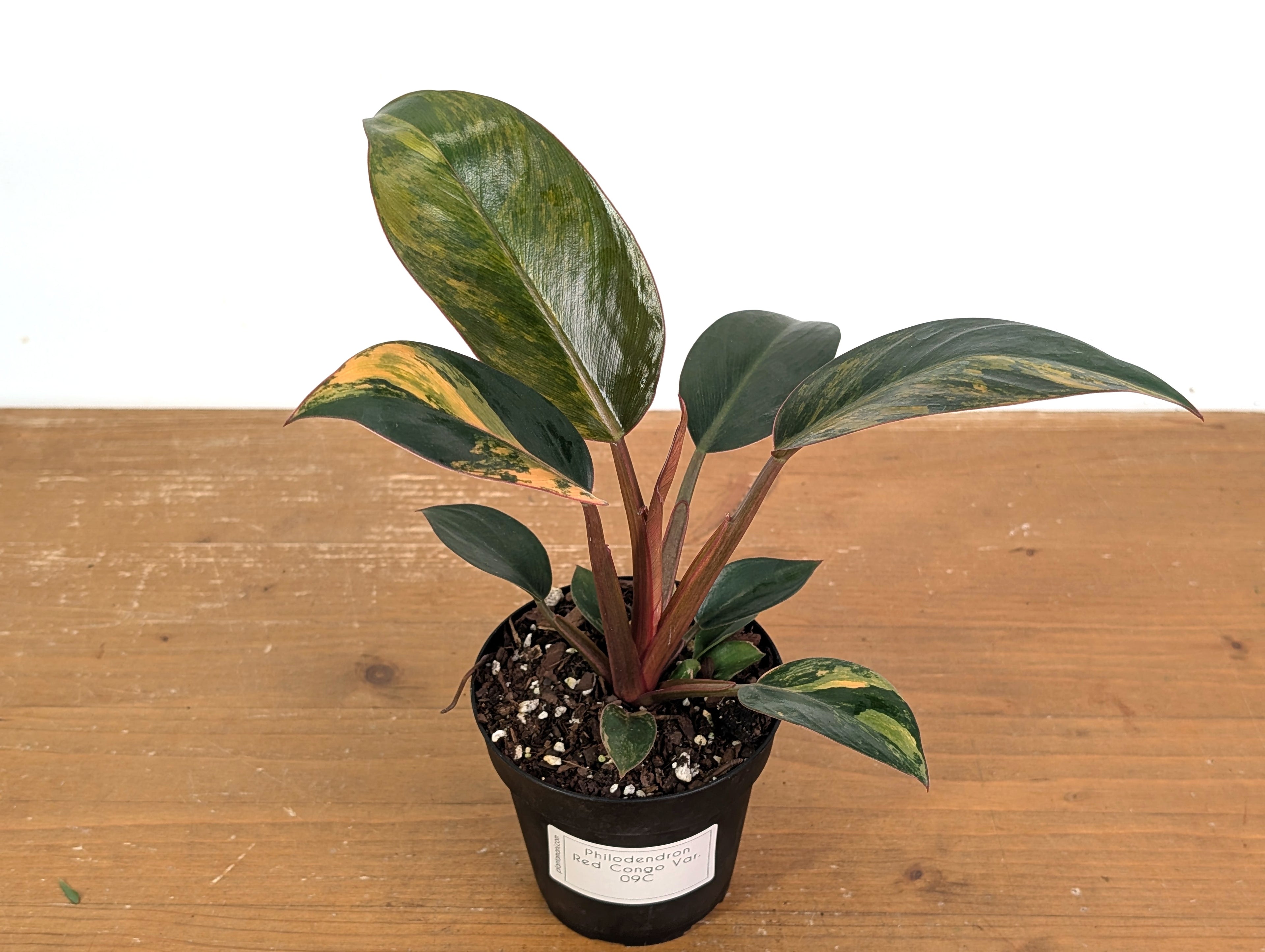 Philodendron Red Congo Variegated (Exact Plants)