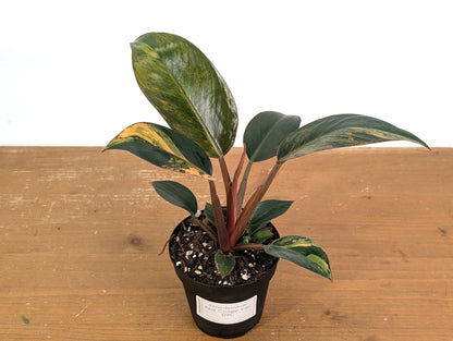 Philodendron Red Congo Variegated (Exact Plants)