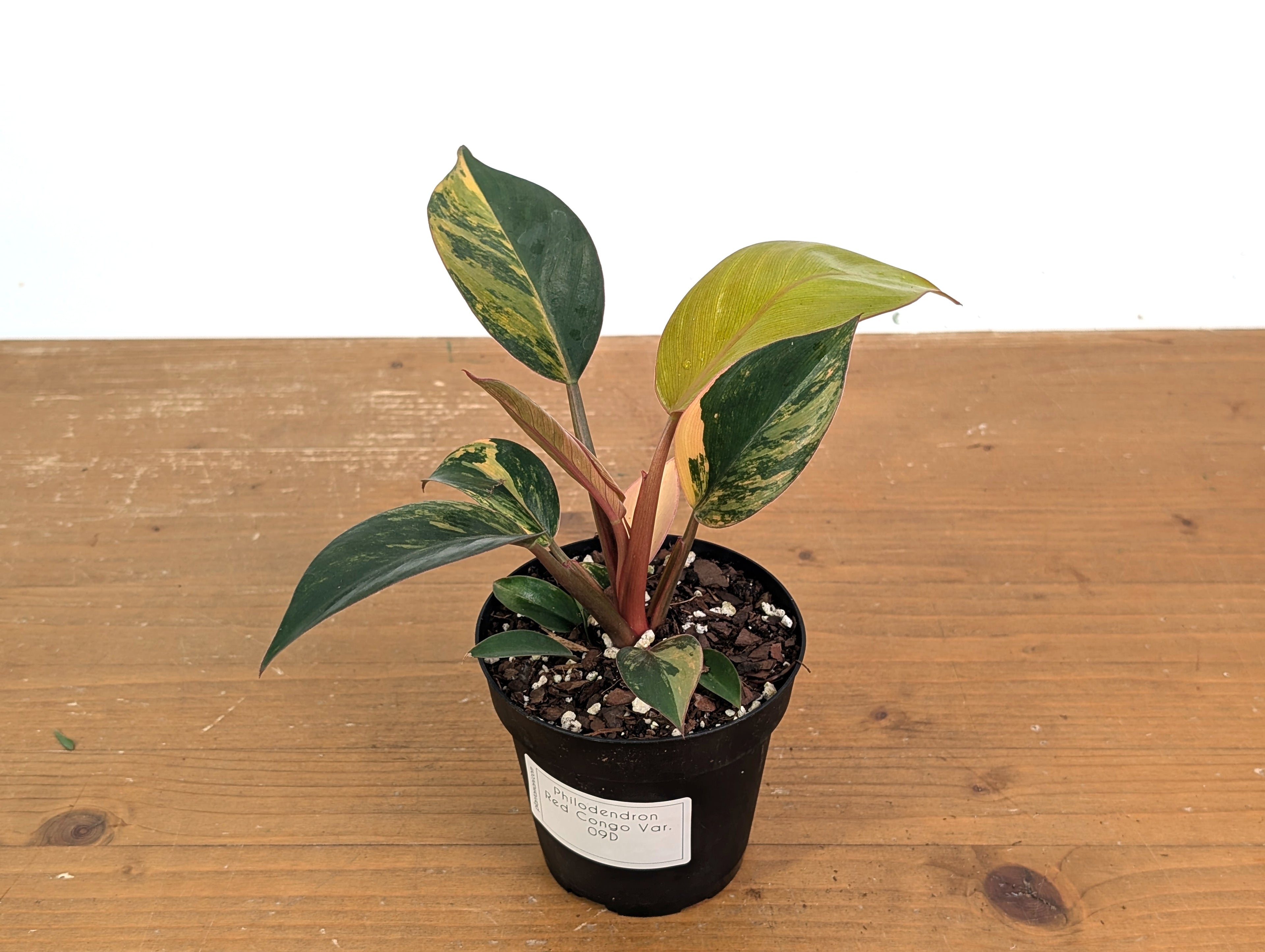 Philodendron Red Congo Variegated (Exact Plants)