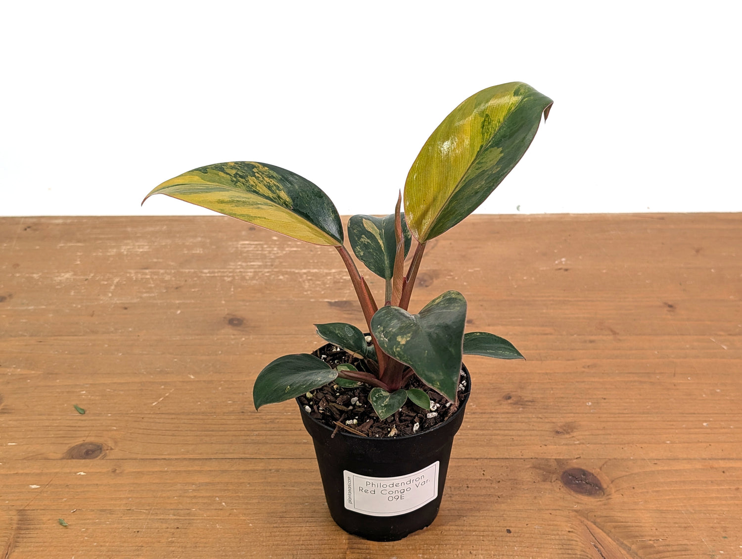 Philodendron Red Congo Variegated (Exact Plants)