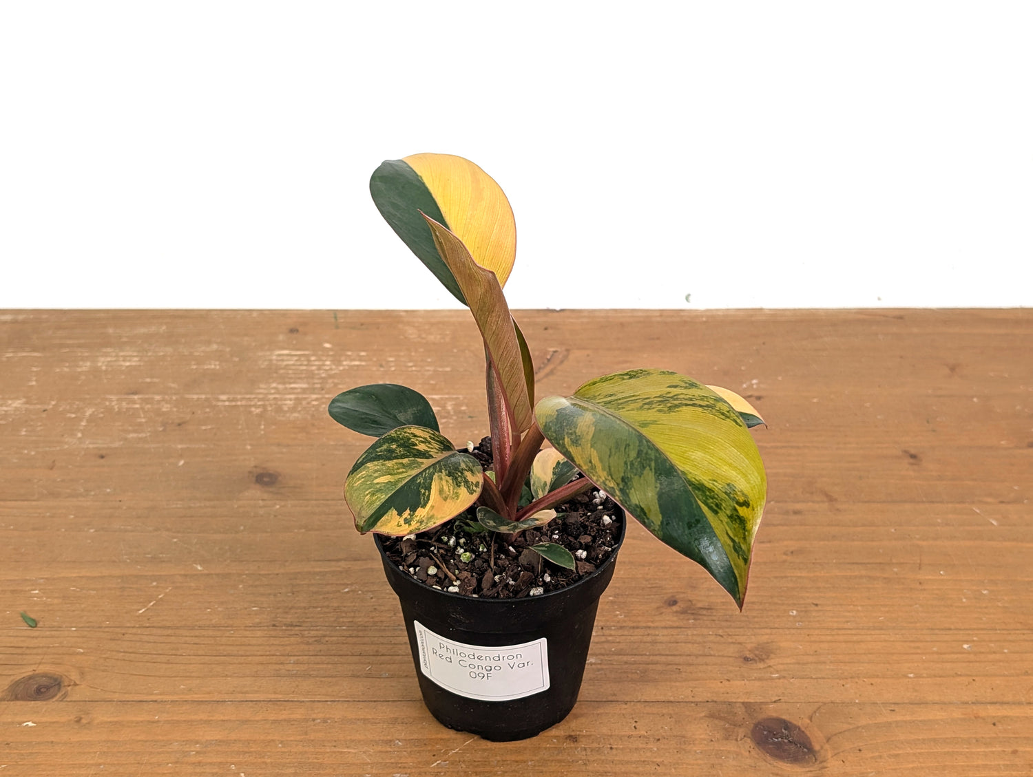 Philodendron Red Congo Variegated (Exact Plants)