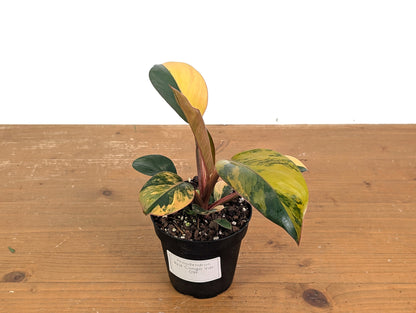 Philodendron Red Congo Variegated (Exact Plants)