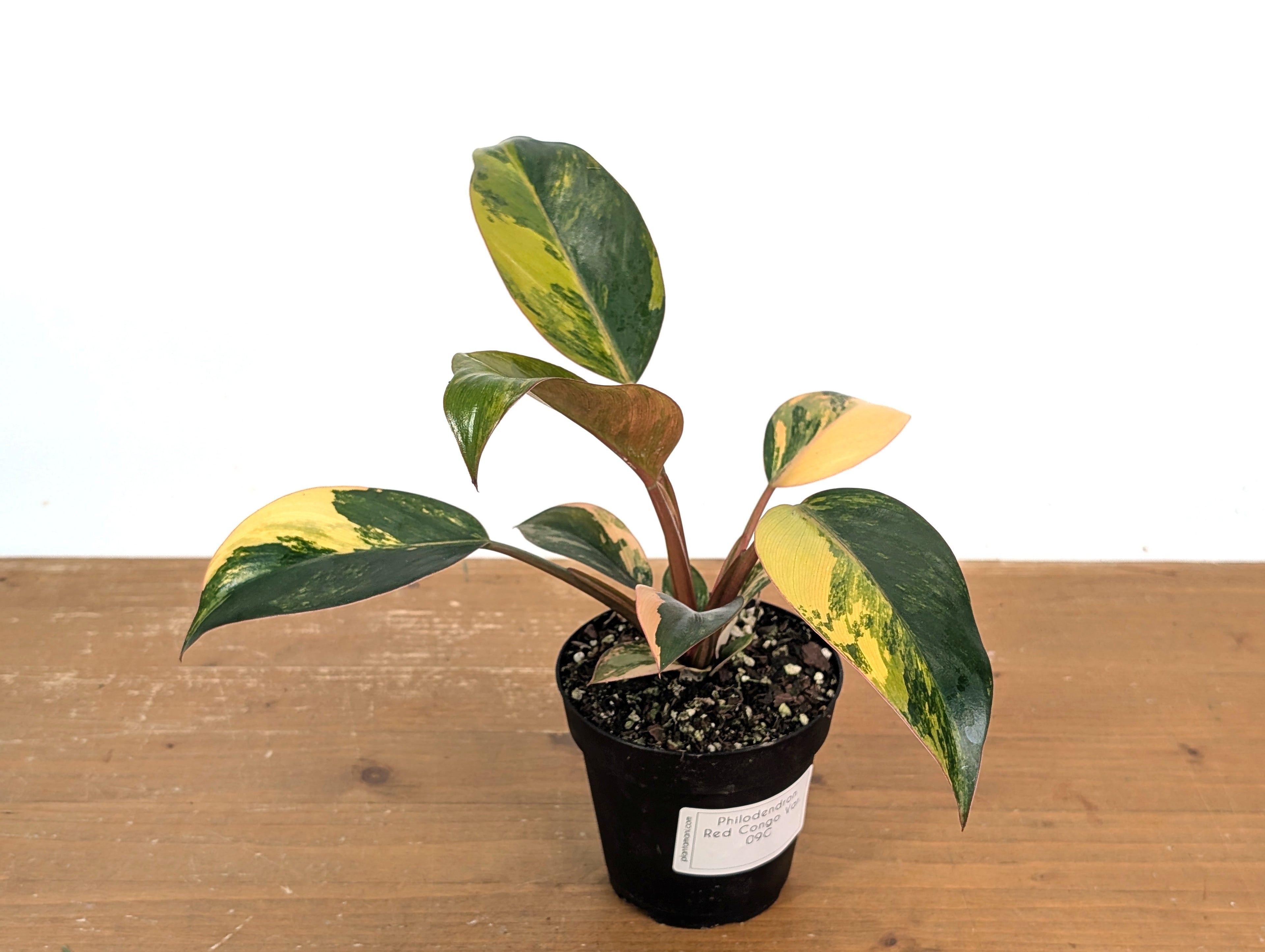 Philodendron Red Congo Variegated (Exact Plants)