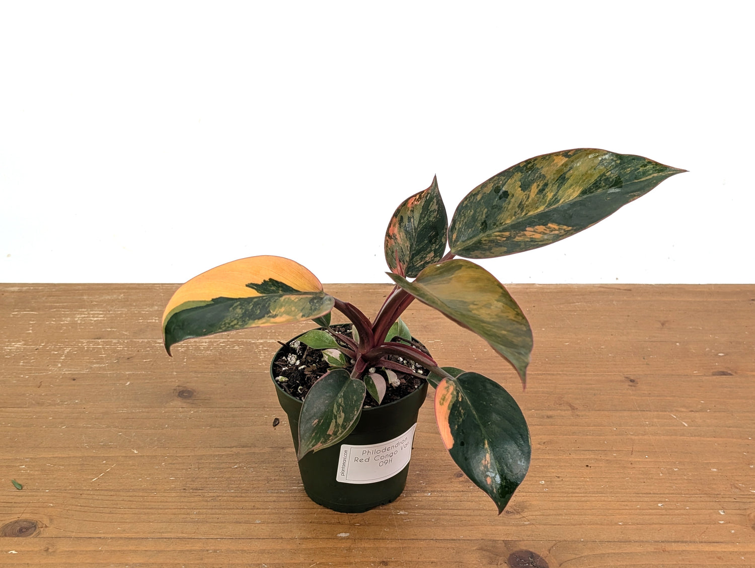 Philodendron Red Congo Variegated (Exact Plants)
