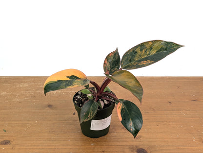 Philodendron Red Congo Variegated (Exact Plants)
