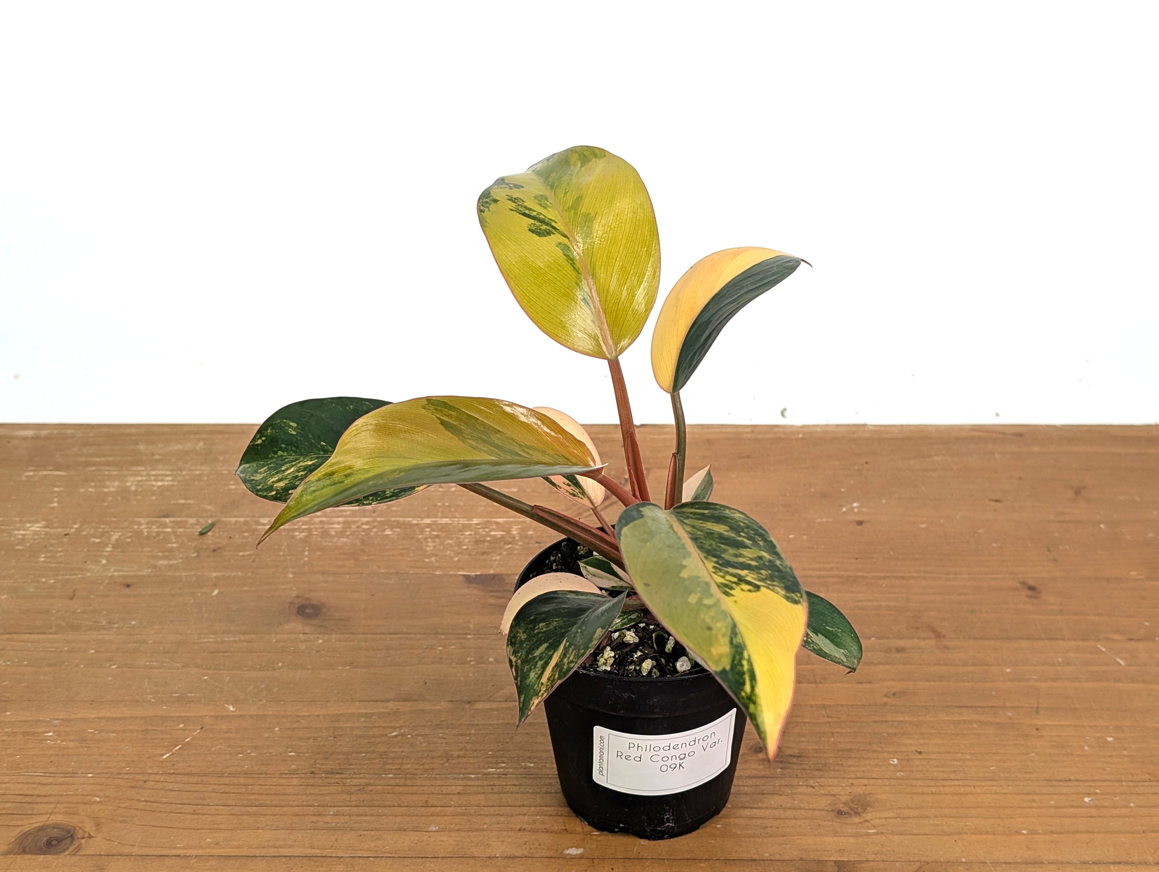 Philodendron Red Congo Variegated (Exact Plants)