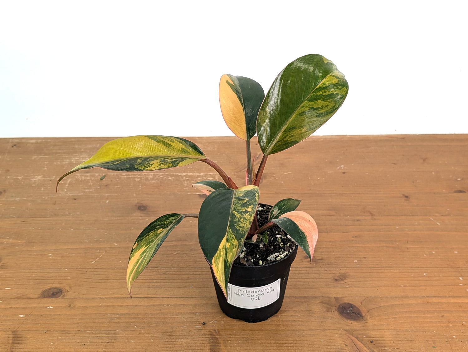 Philodendron Red Congo Variegated (Exact Plants)