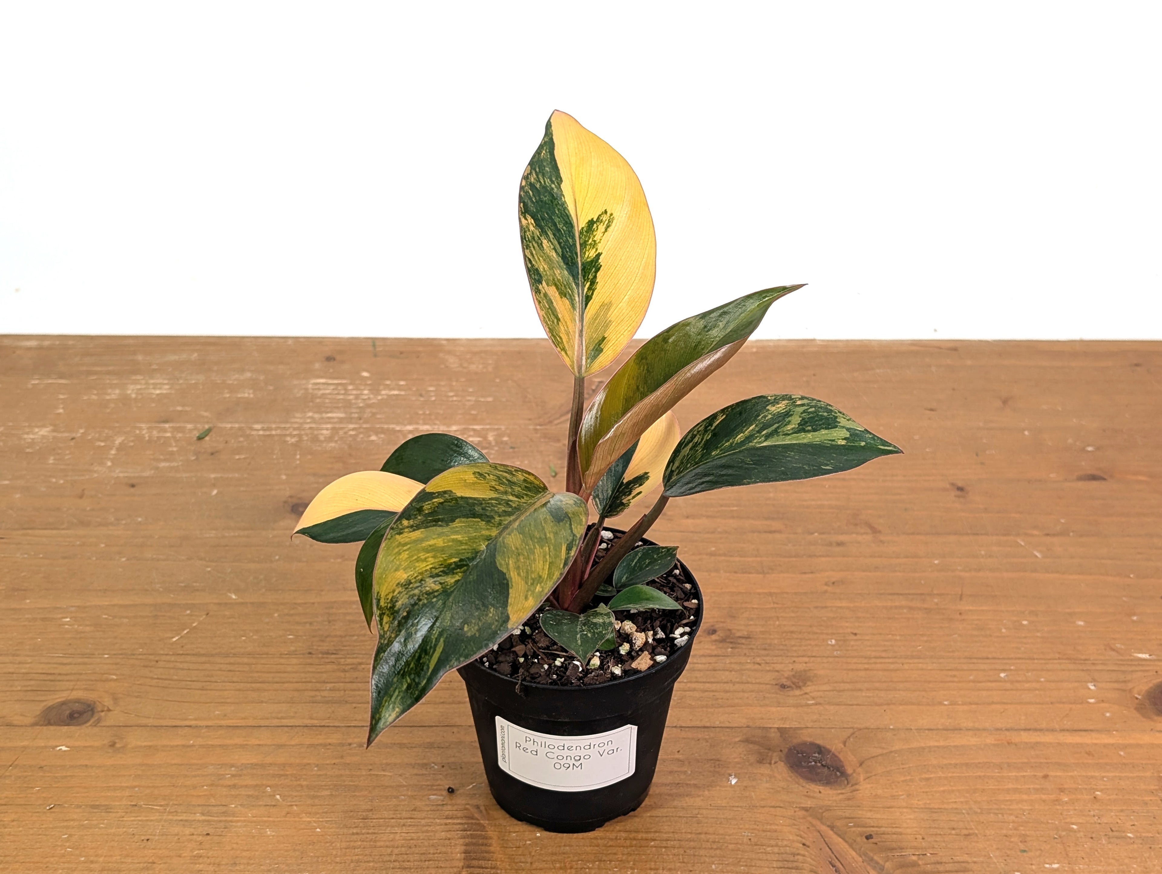 Philodendron Red Congo Variegated (Exact Plants)