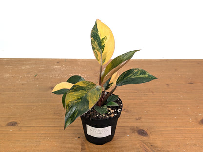 Philodendron Red Congo Variegated (Exact Plants)