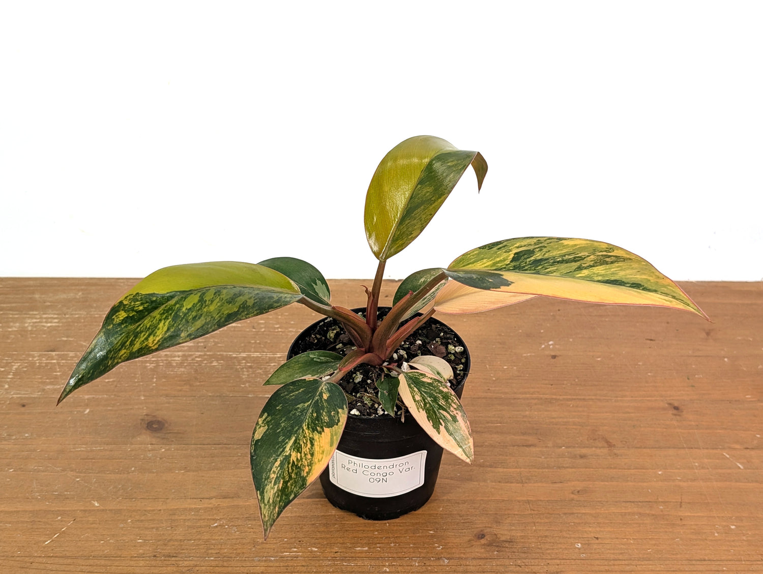 Philodendron Red Congo Variegated (Exact Plants)