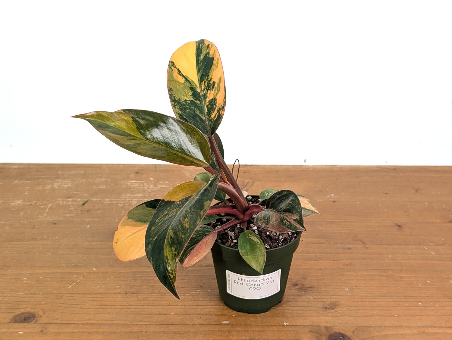 Philodendron Red Congo Variegated (Exact Plants)